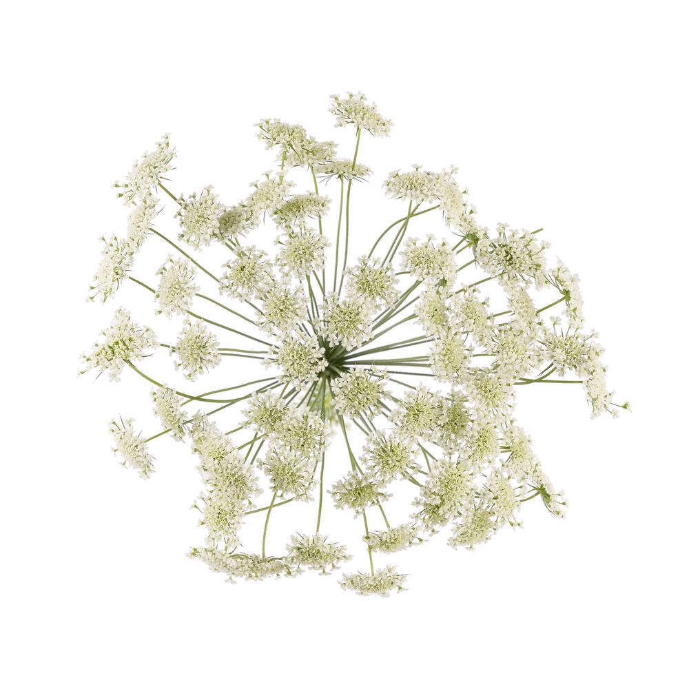 esmeralda-farms-ammi-majus-queen-of-africa-3