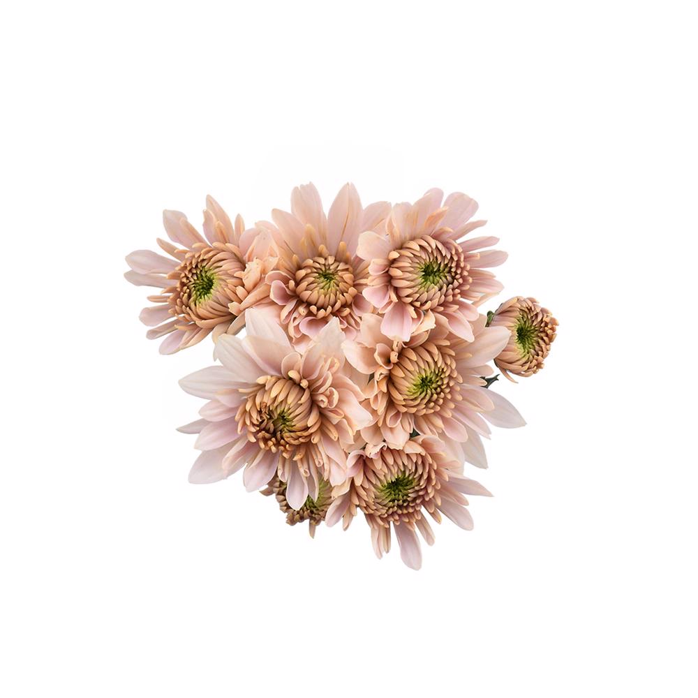 esmeralda-farms-pompon-cushion-champagne-5