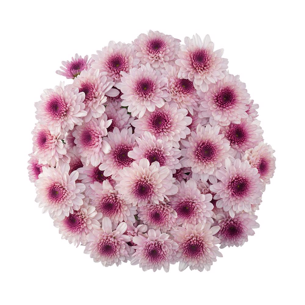 esmeralda-farms-pompon-novelty-virtue-3