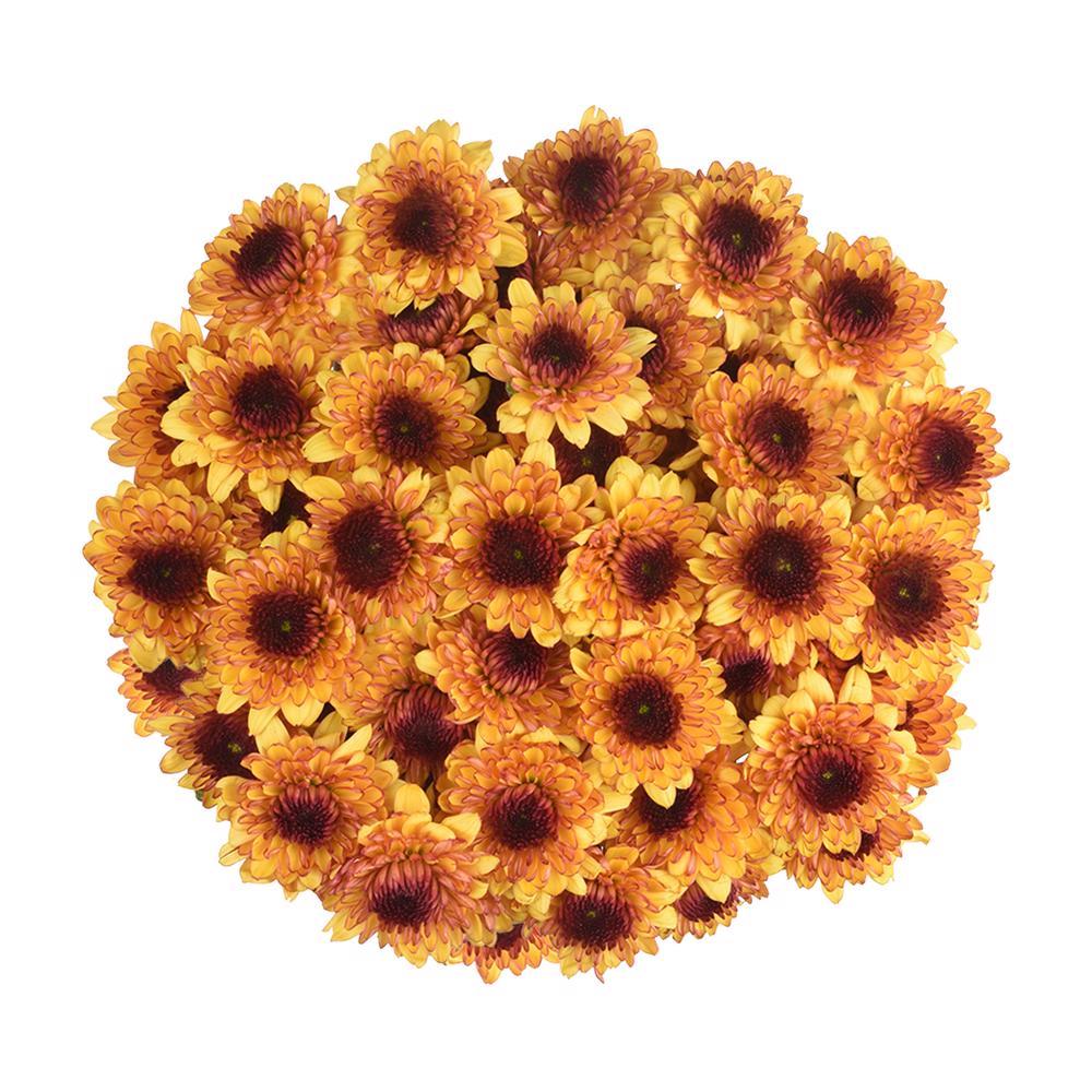 esmeralda-farms-pompon-leoness-3