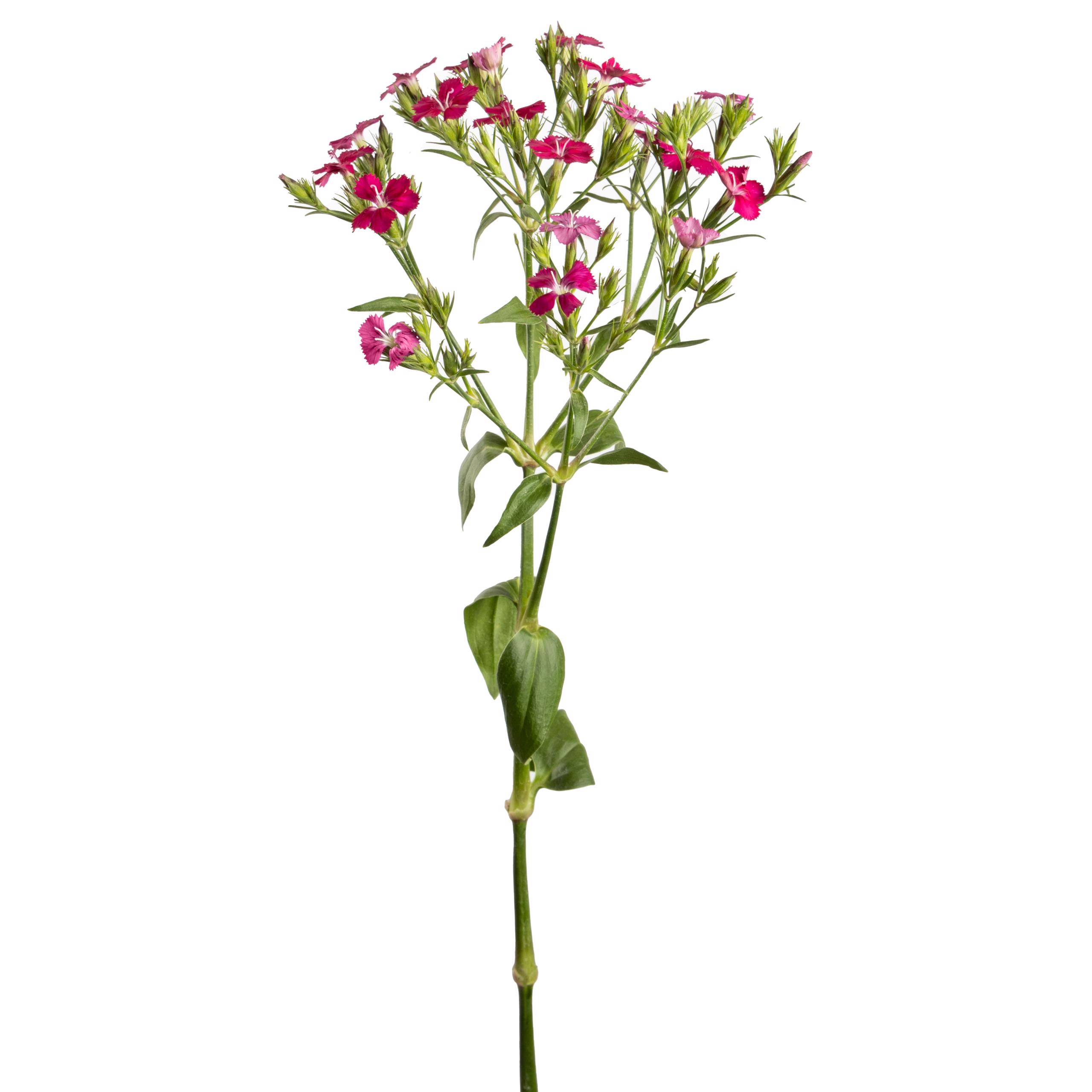 esmeralda-farms-dianthus-assorted