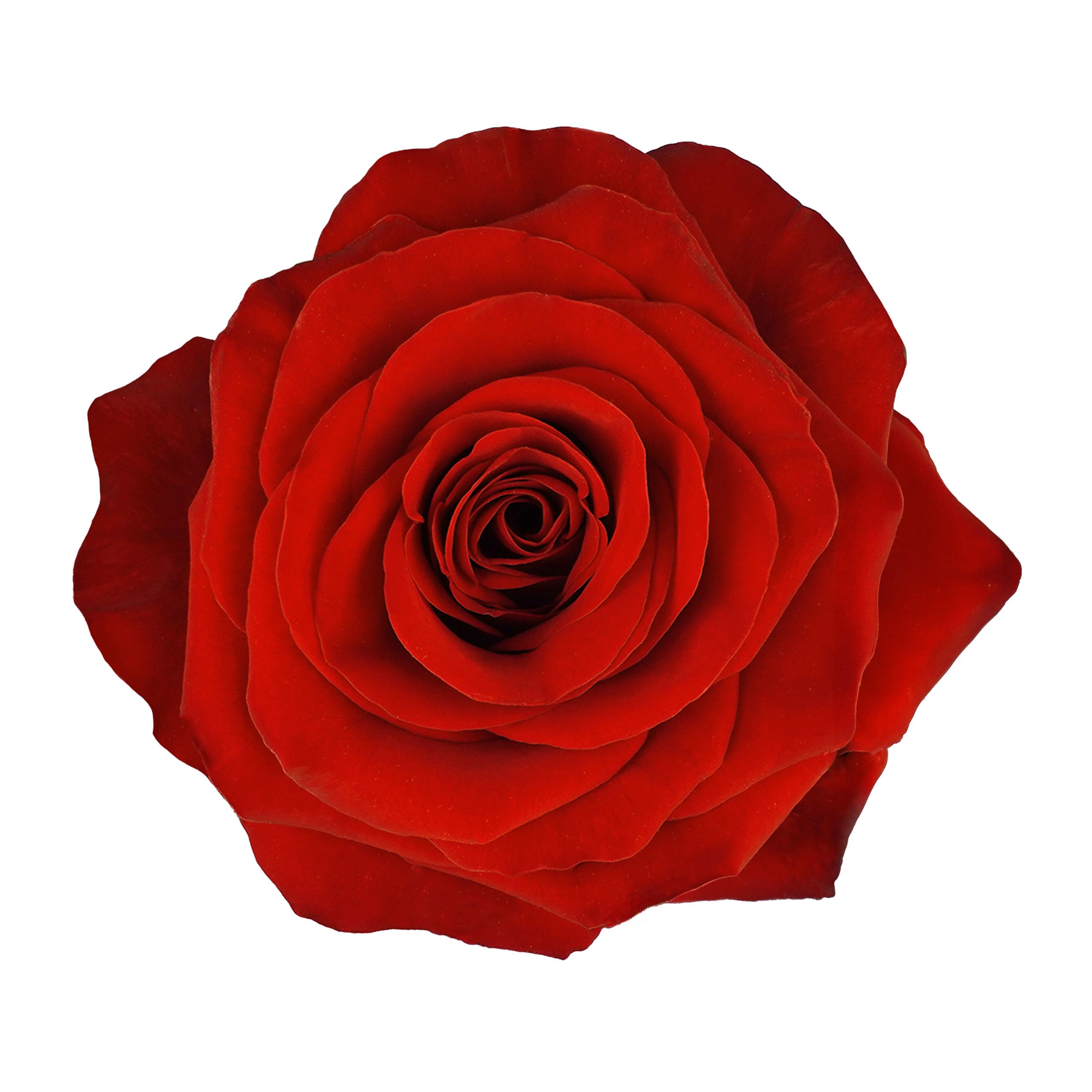 esmeralda-farms-rose-redvolution