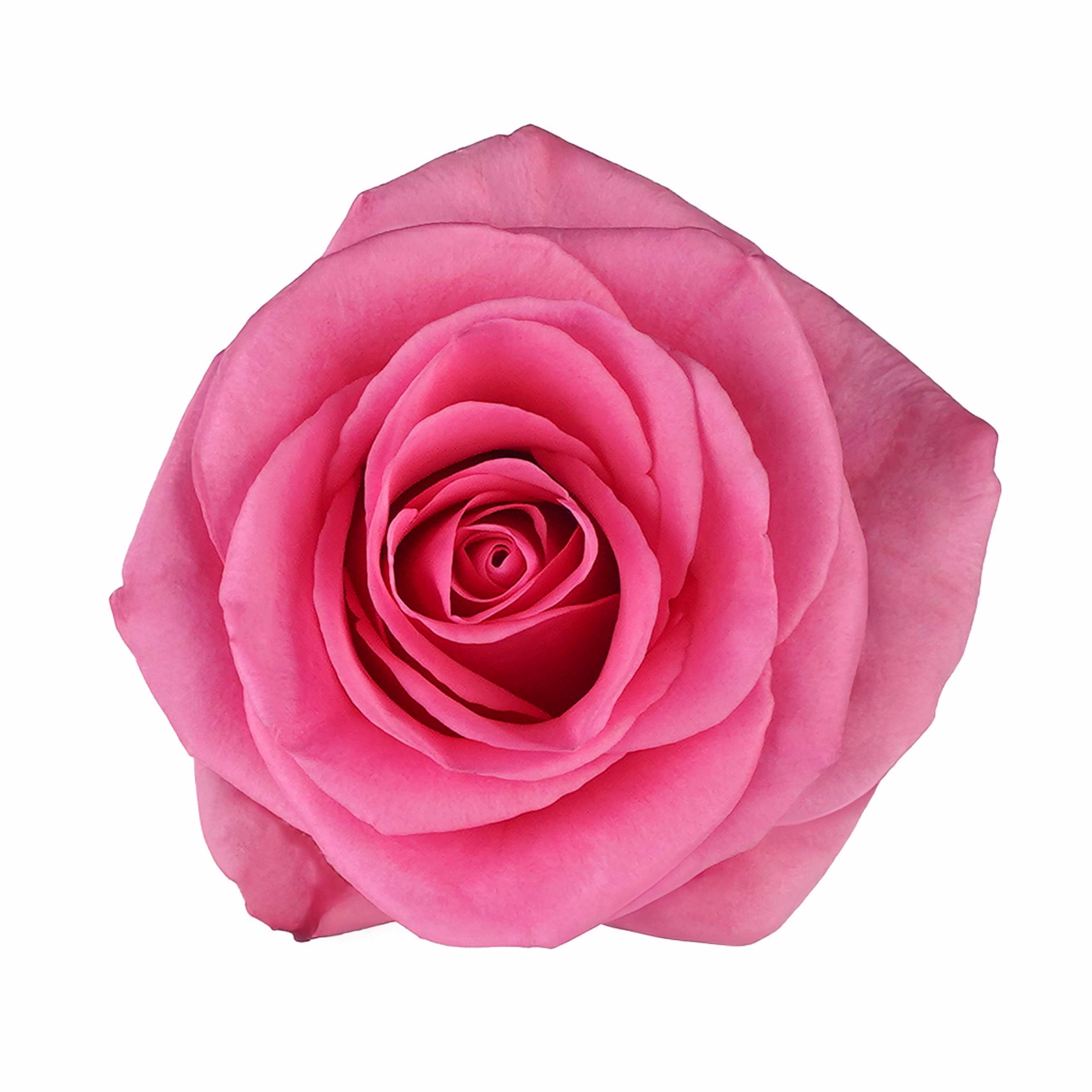 esmeralda-farms-rose-tabatha