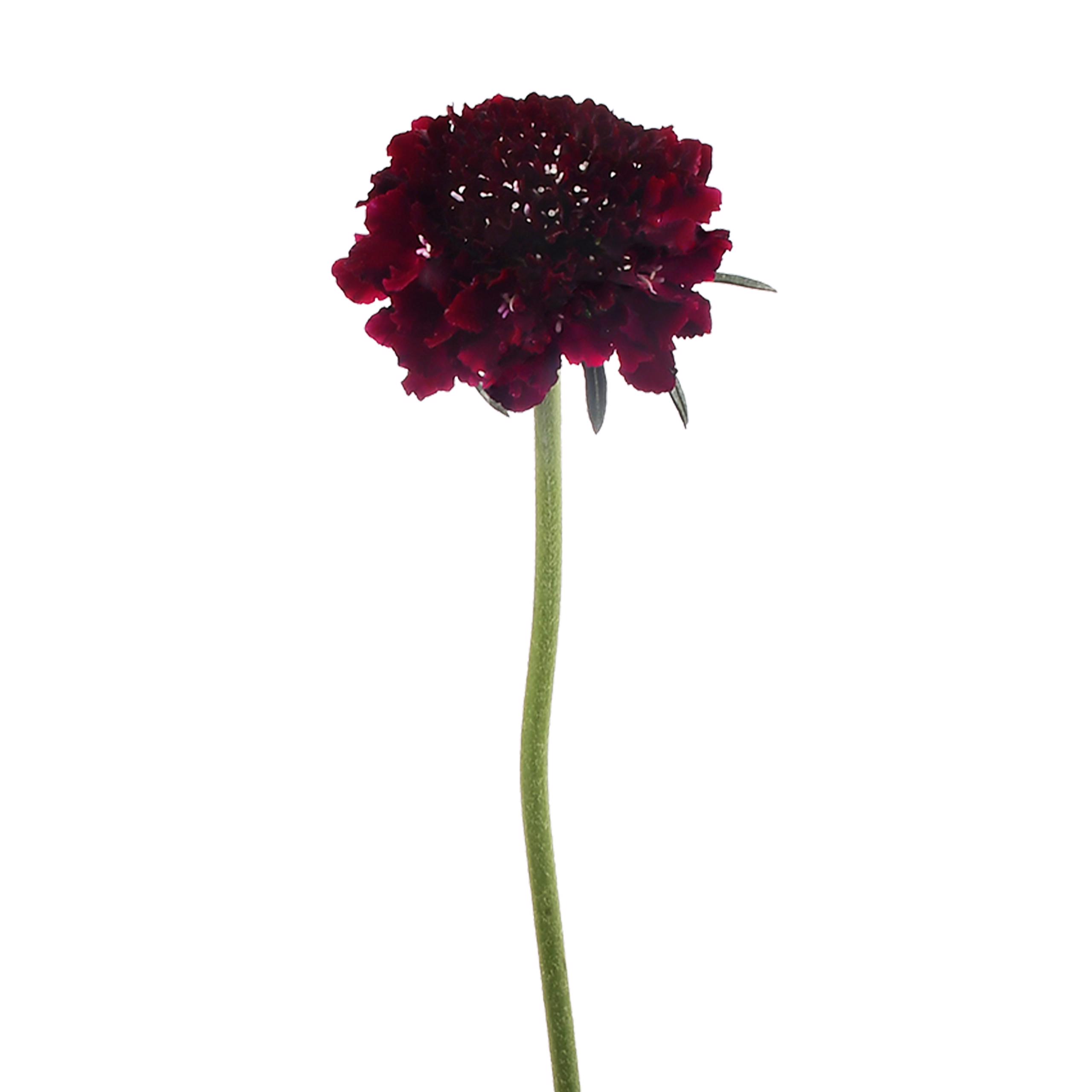esmeralda-farms-scabiosa-burgundy-3