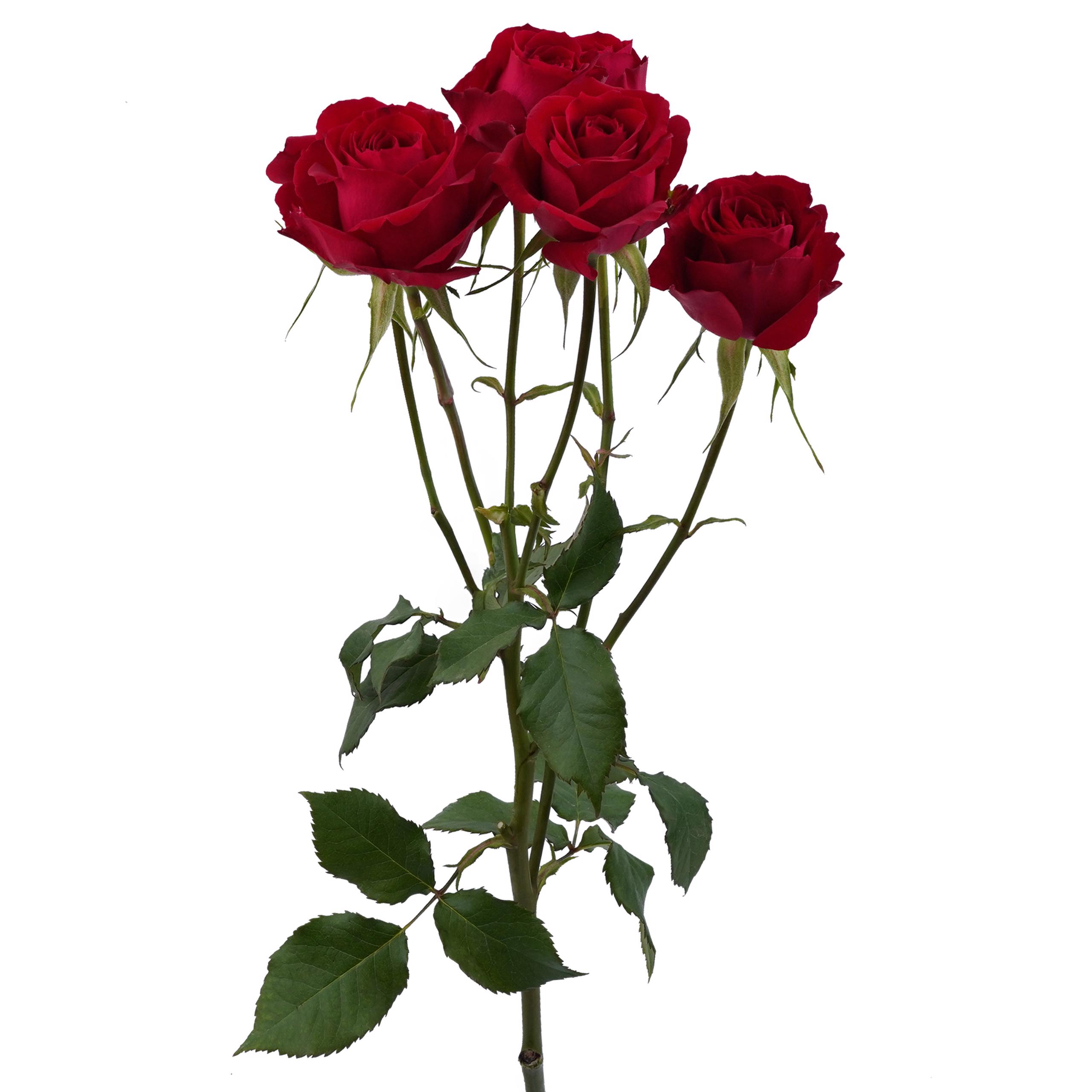 esmeralda-farms-spray-rose-amor-blossoms-3