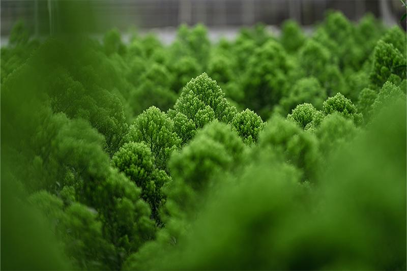 esmeralda-farms-trachelium