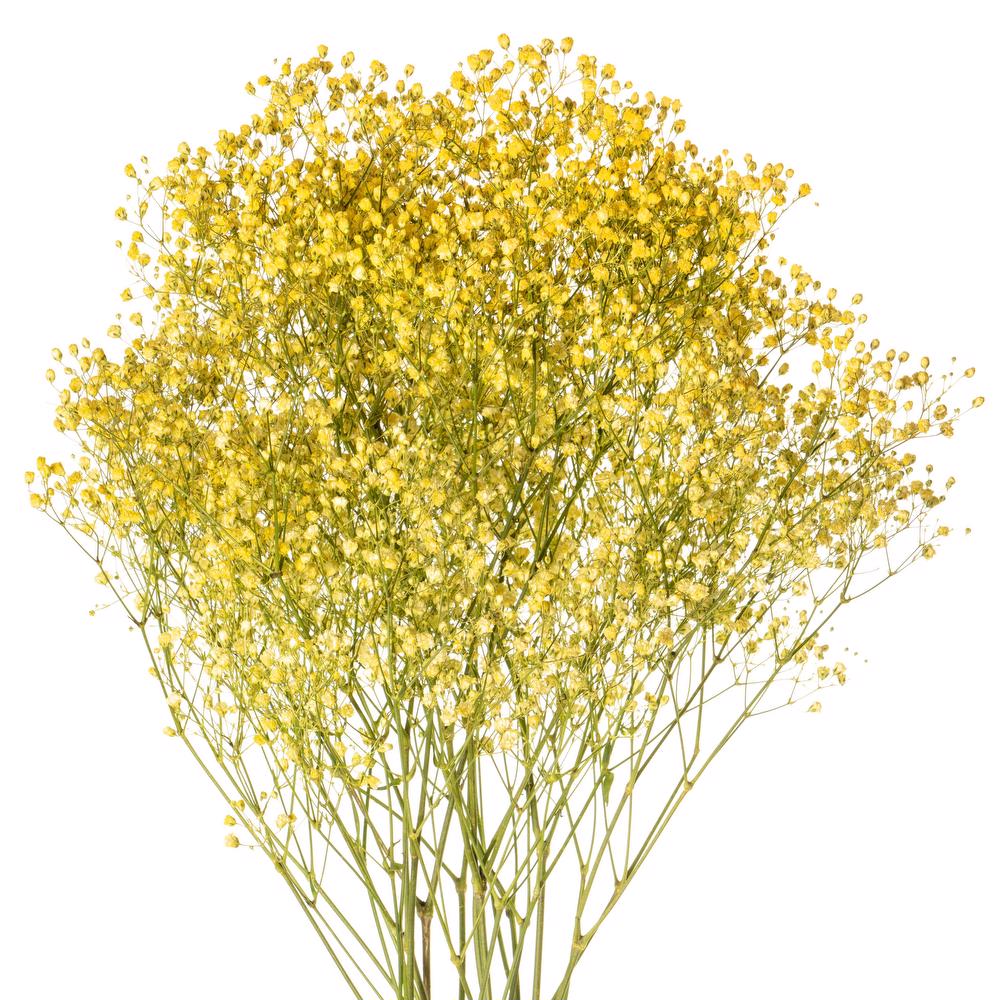 esmeralda-gypsophila-yellow-painted