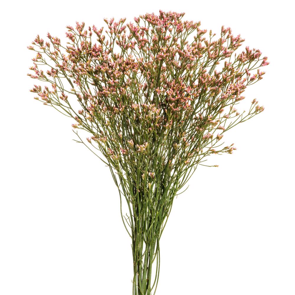 esmeralda-limonium-pink-painted