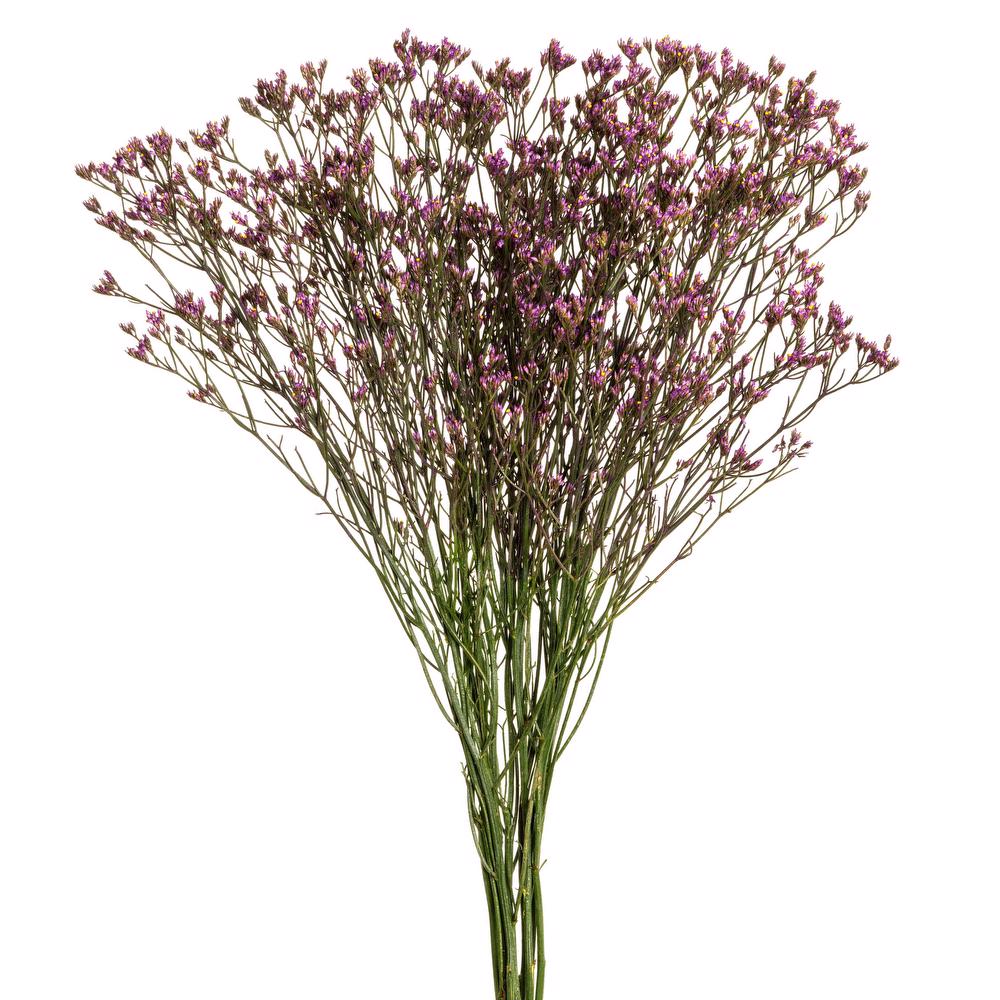 esmeralda-limonium-purple-painted
