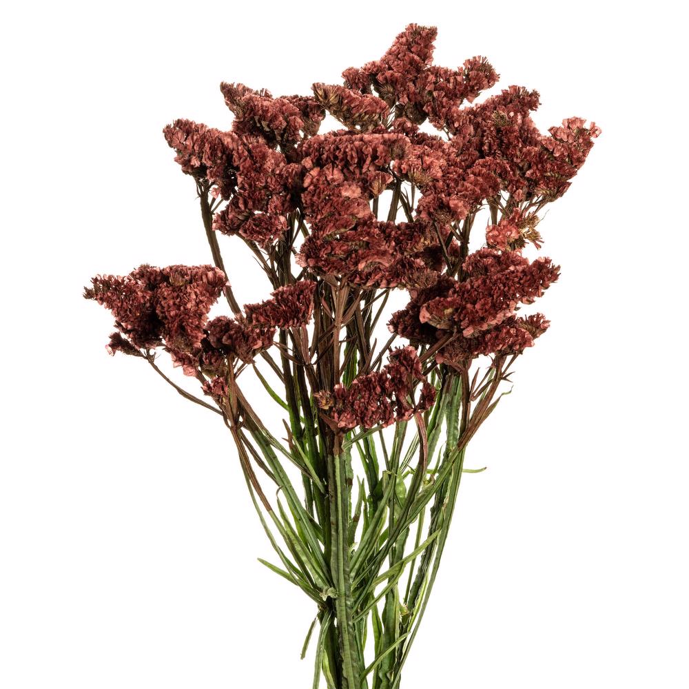 esmeralda-statice-burgundy-painted