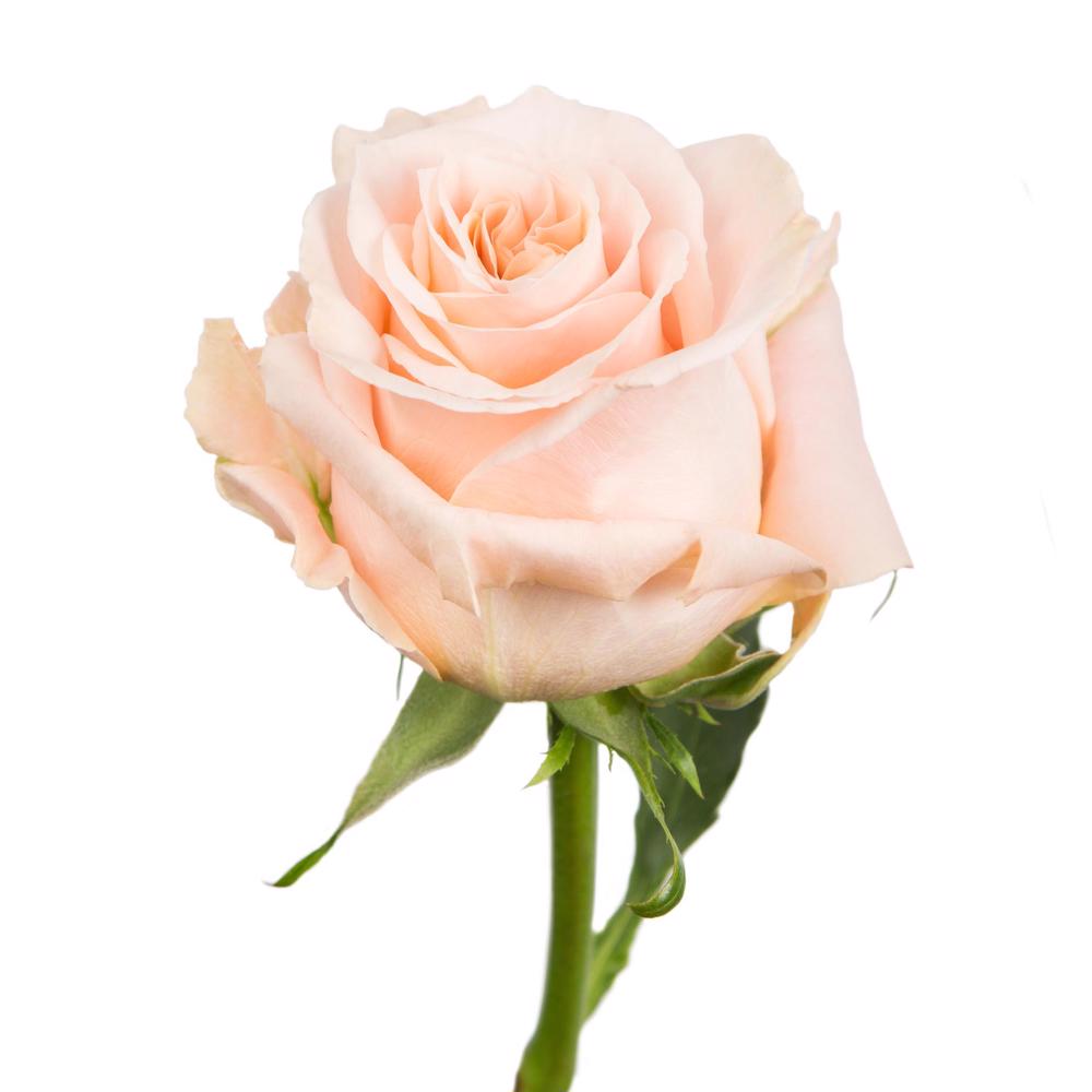 esmeralda-shimmer-rose