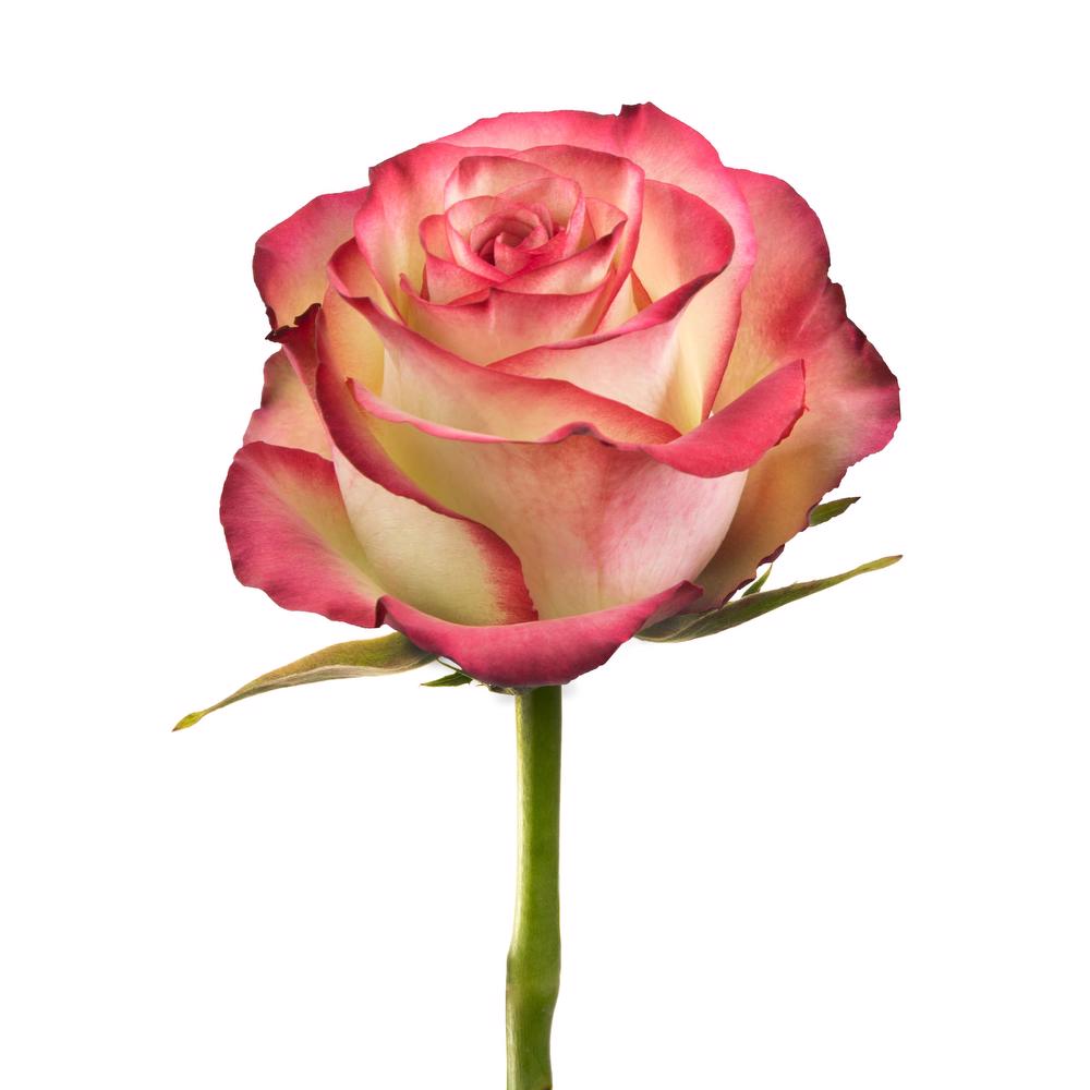 esmeralda-paloma-rose