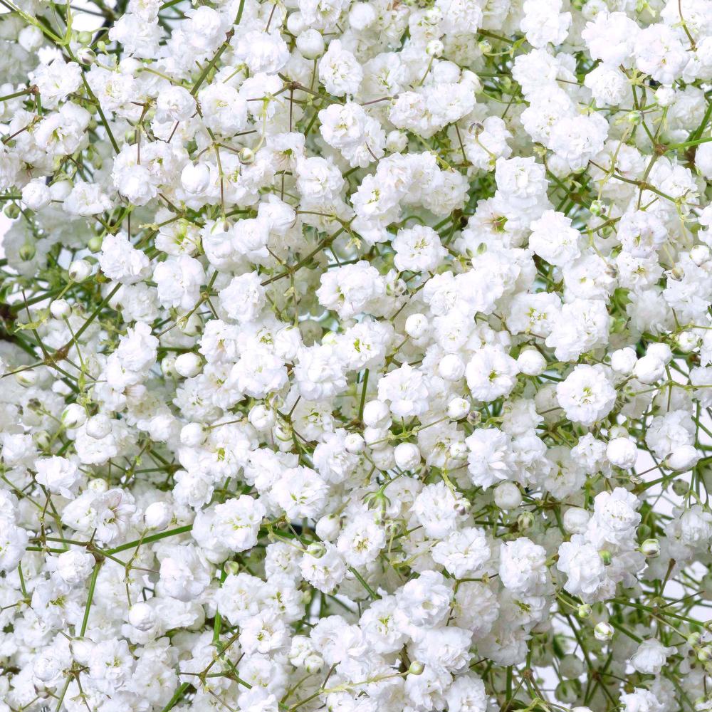 esmeralda-gypsophila-overtime-white