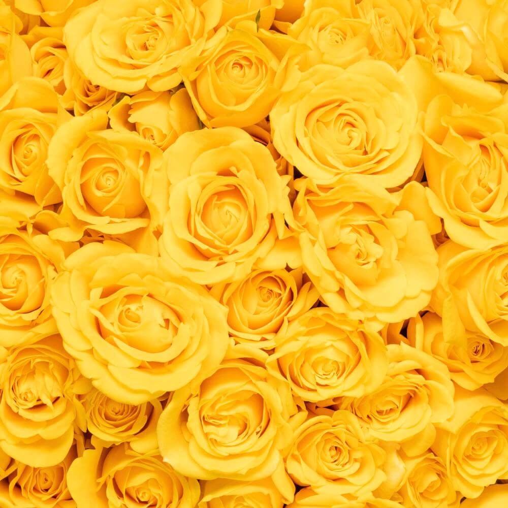 esmeralda-spray-rose-golden-sensation