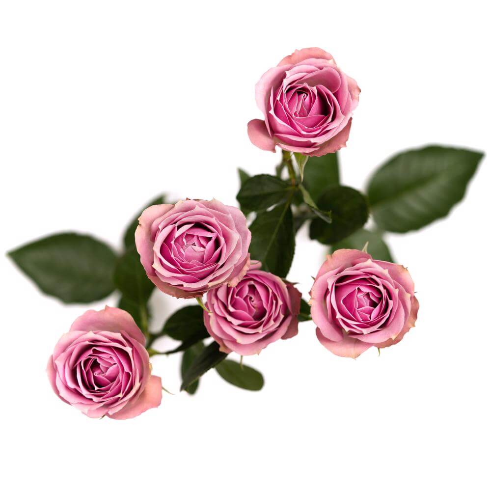 esmeralda-spray-rose-lavender-irischka