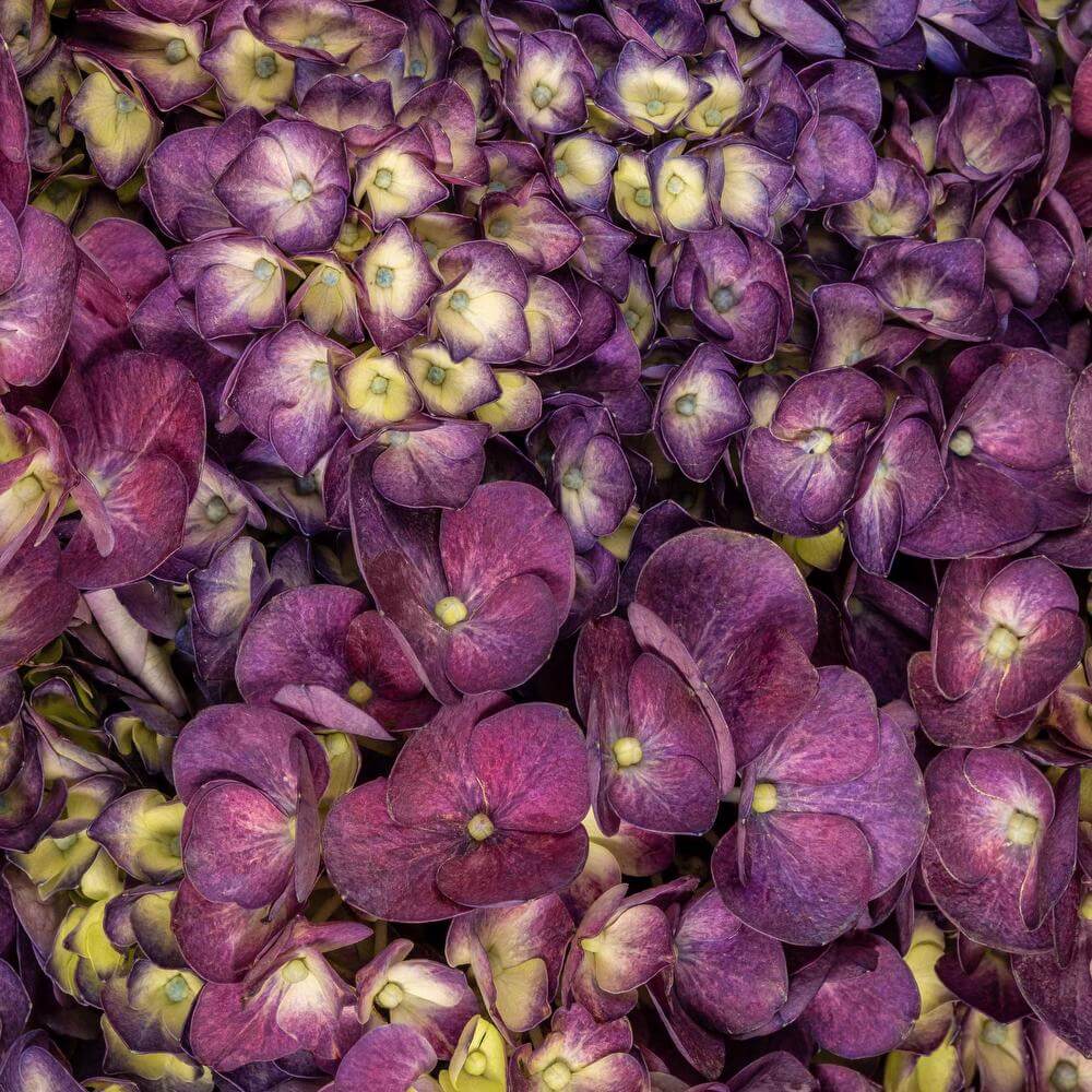 esmeralda-hydrangea-premium-purple-fuchsia