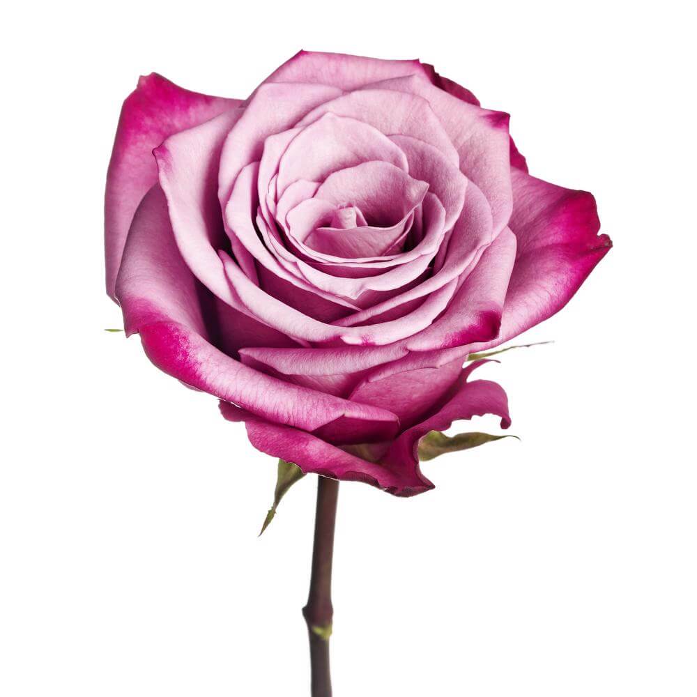 esmeralda-farms-rose-moody-blues