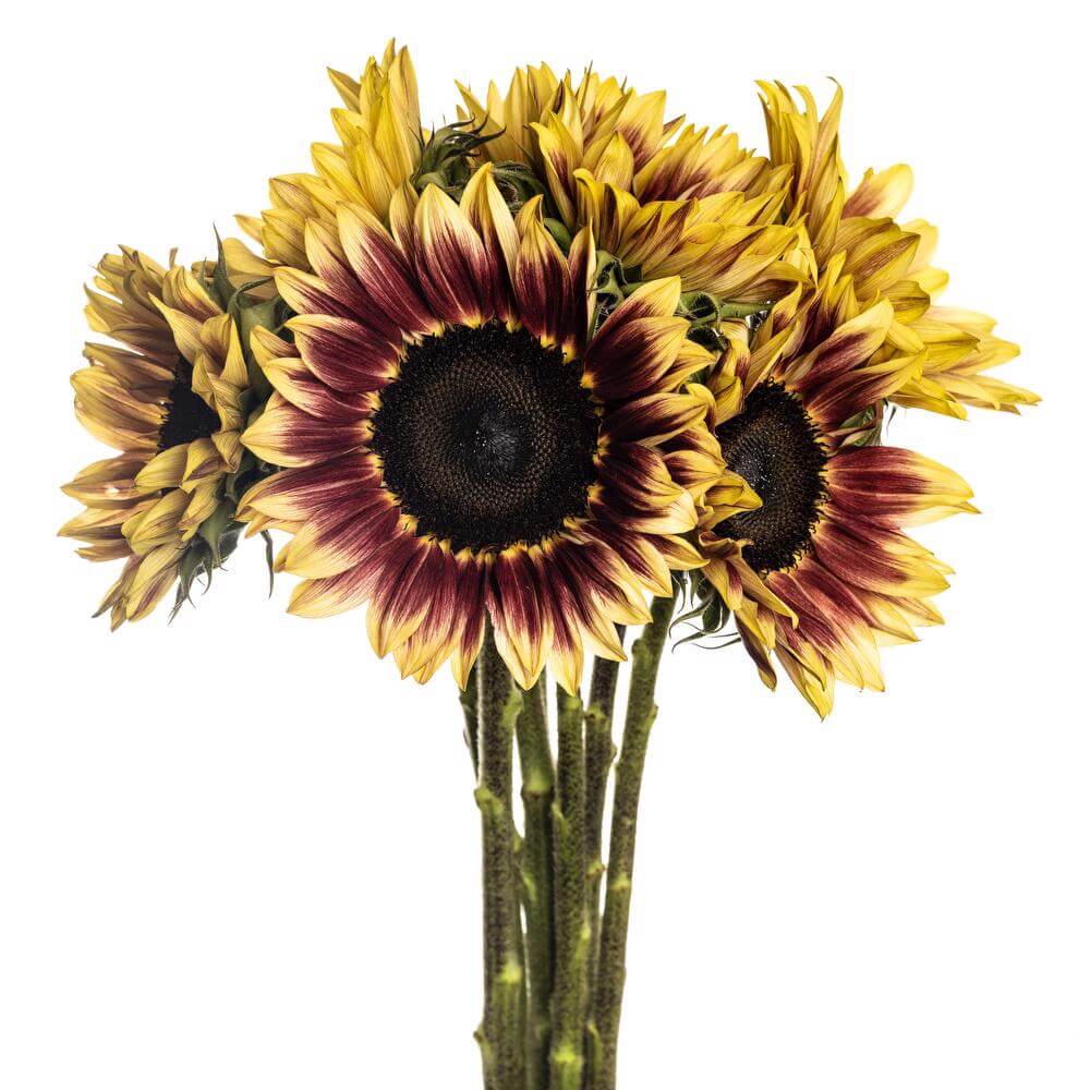 esmeralda-farms-sunflower-marley