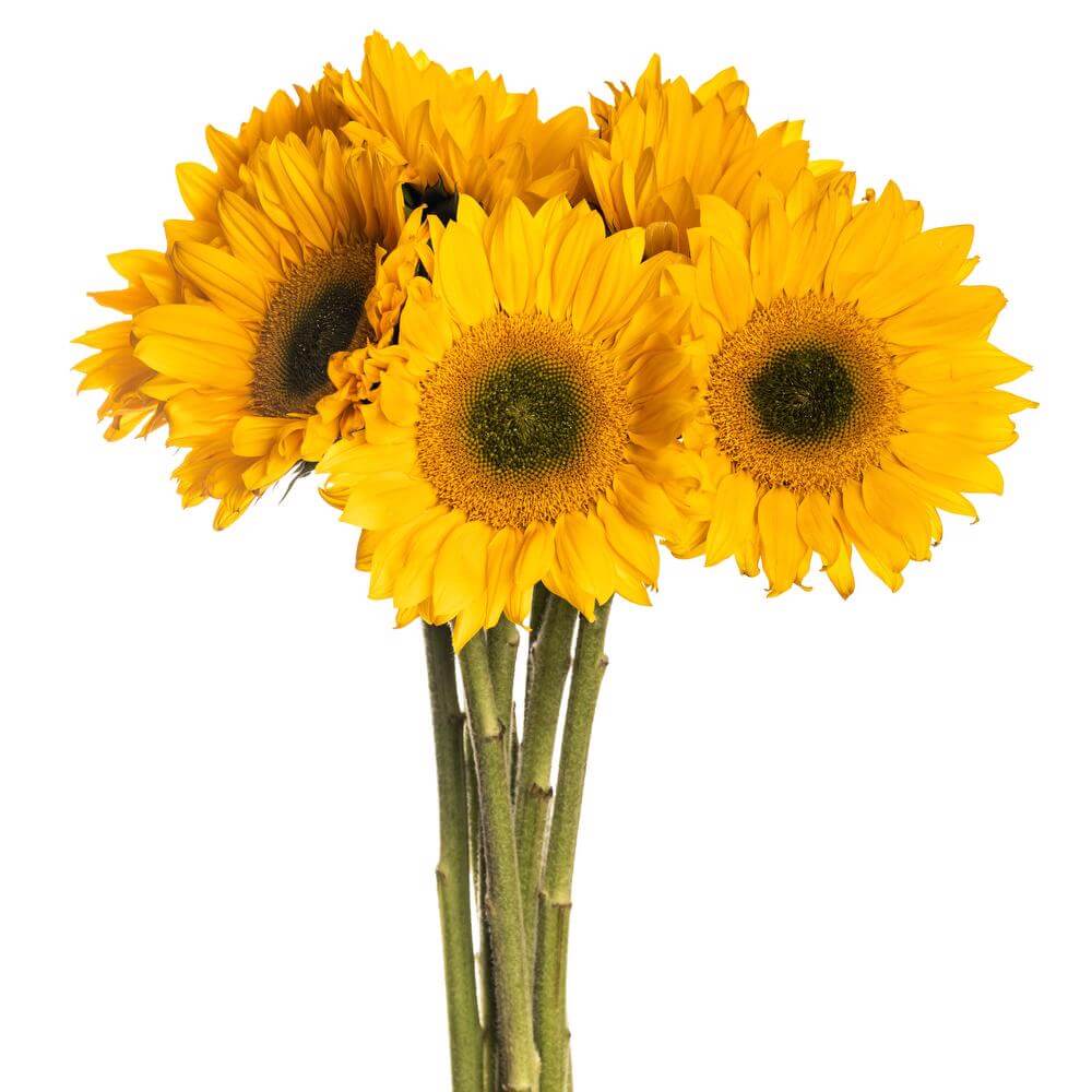 esmeralda-farms-sunflower-vincents-fresh