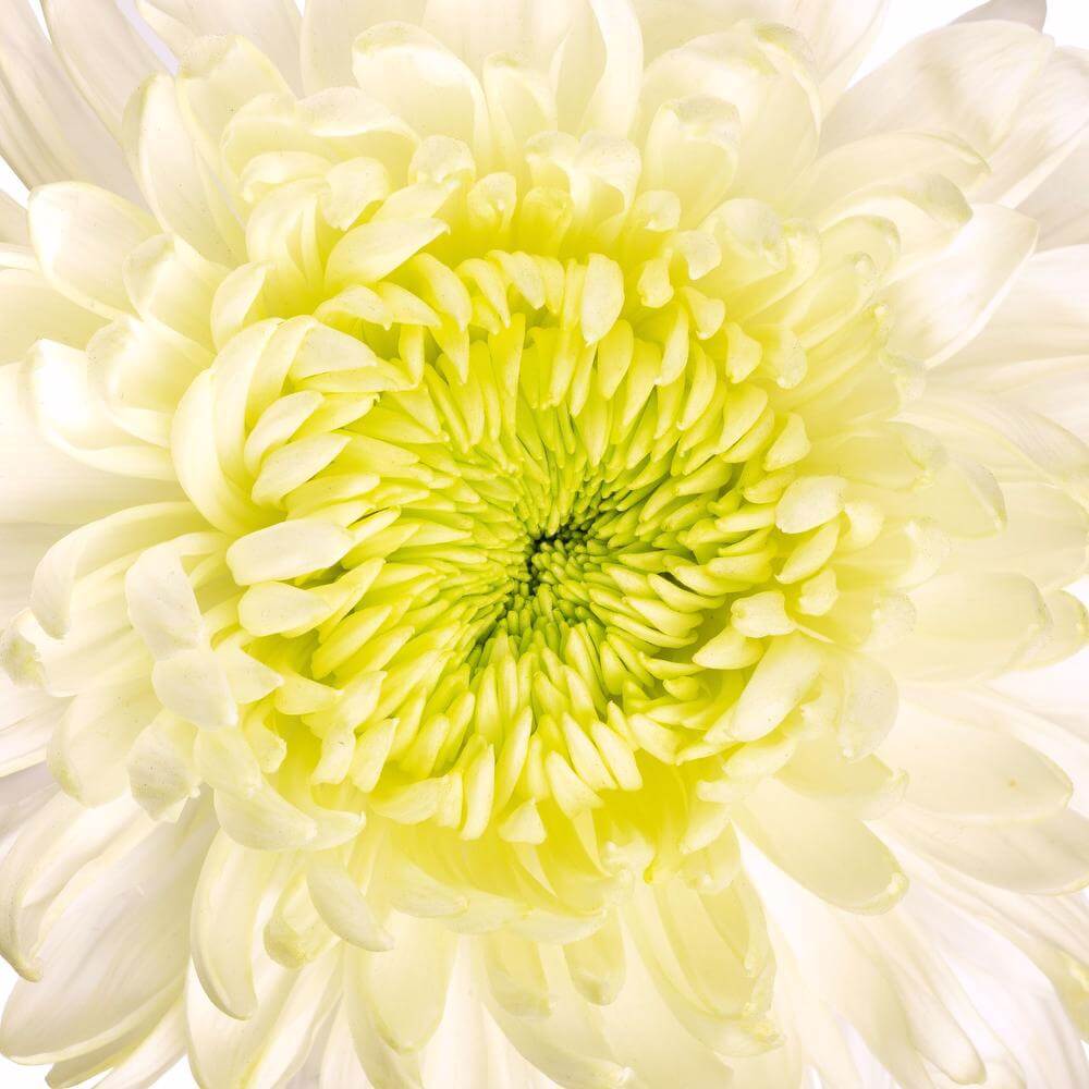 esmeralda-farms-football-mum-magnum-white