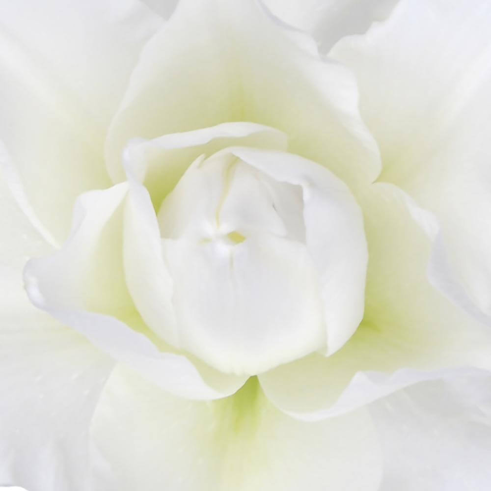 esmeralda-farms-chardonnay-roselily-thumbnail