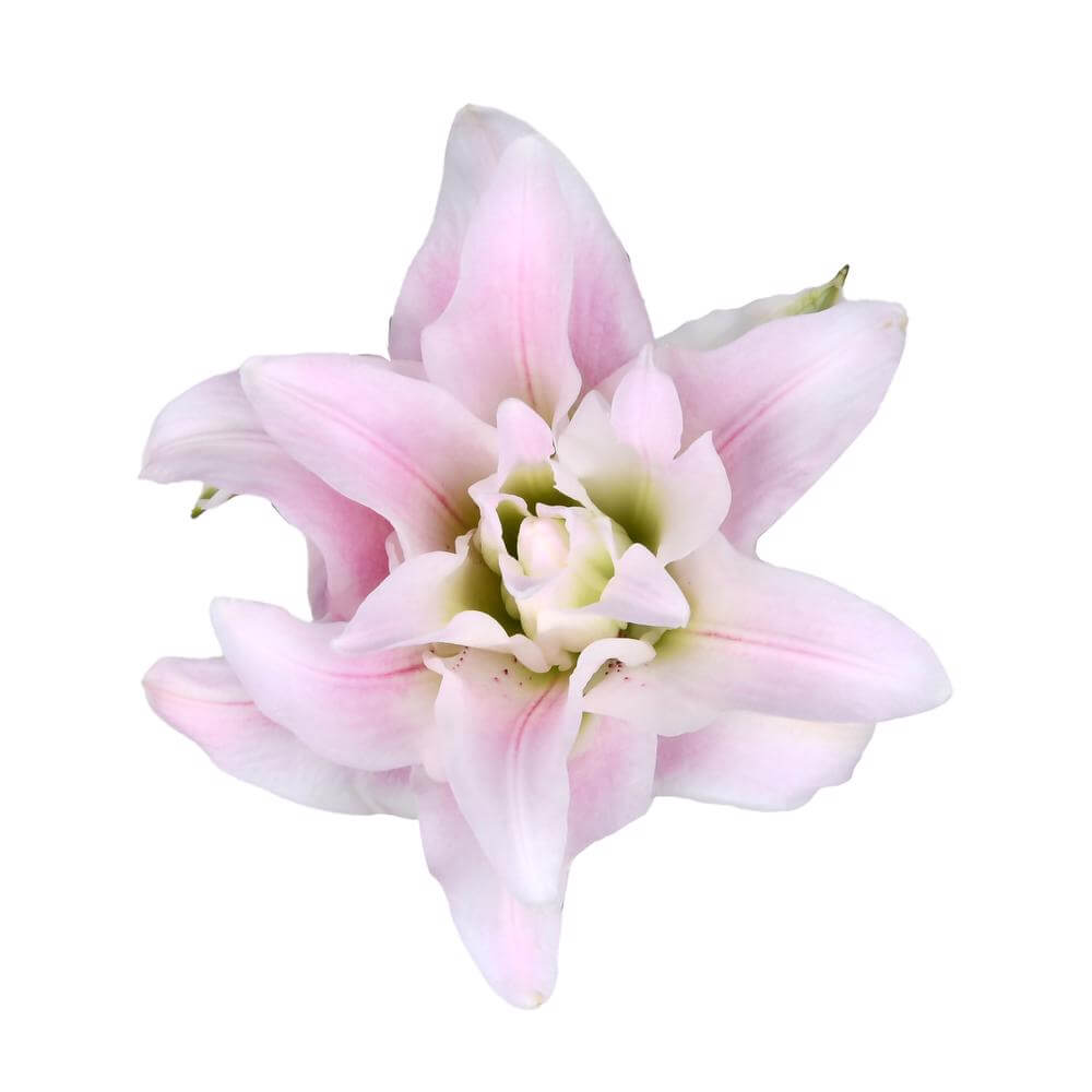 esmeralda-farms-isabella-roselily