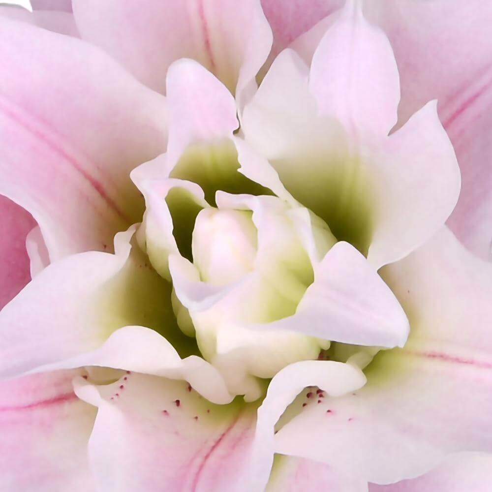 esmeralda-farms-isabella-roselily-thumbnail