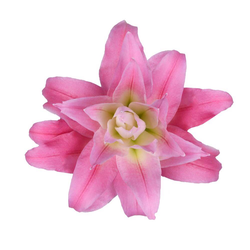 esmeralda-farms-diantha-roselily