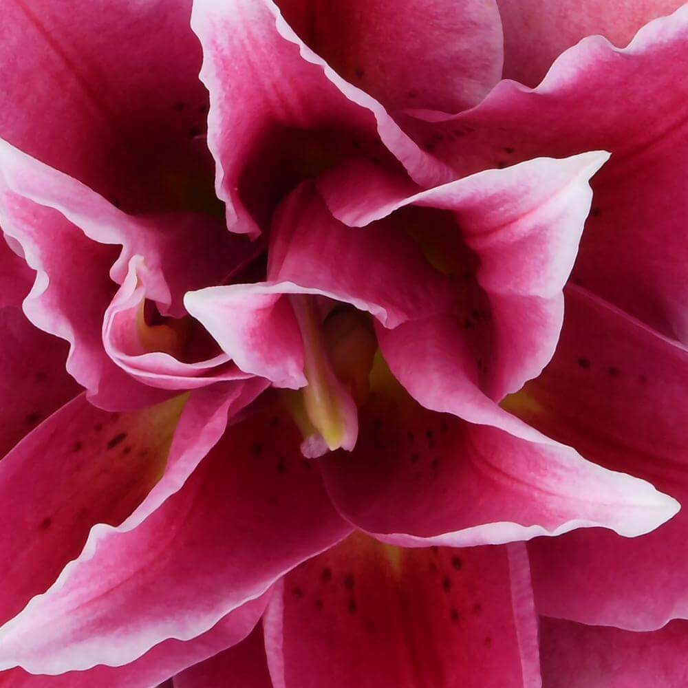 esmeralda-farms-elena-roselily