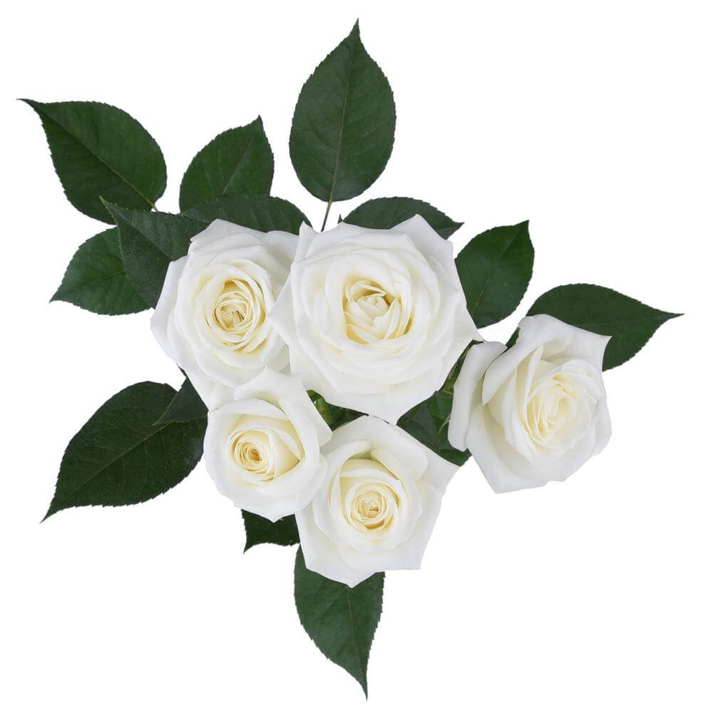 esmeralda-farms-spray-rose-snow-bubbles-2