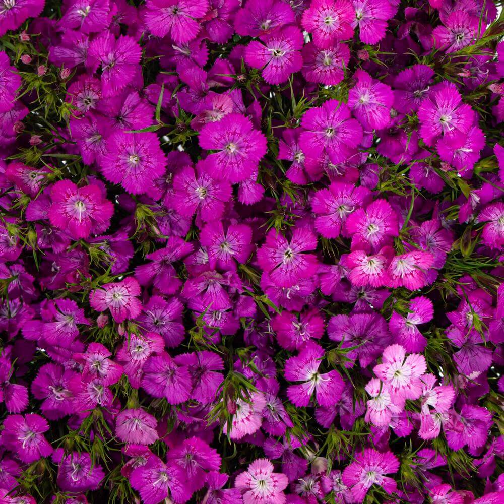 esmeralda-farms-dianthus-neon-purple-1