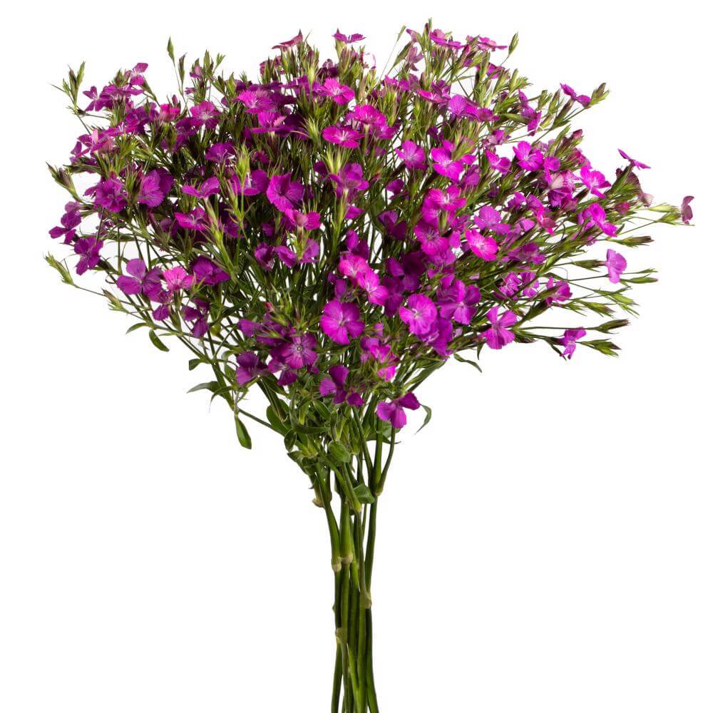 esmeralda-farms-dianthus-neon-purple-2