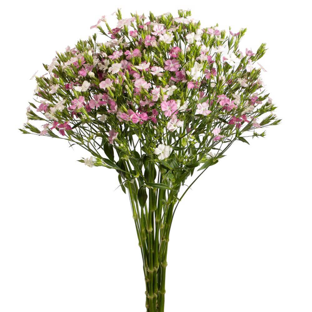 esmeralda-farms-dianthus-rose-magic-2