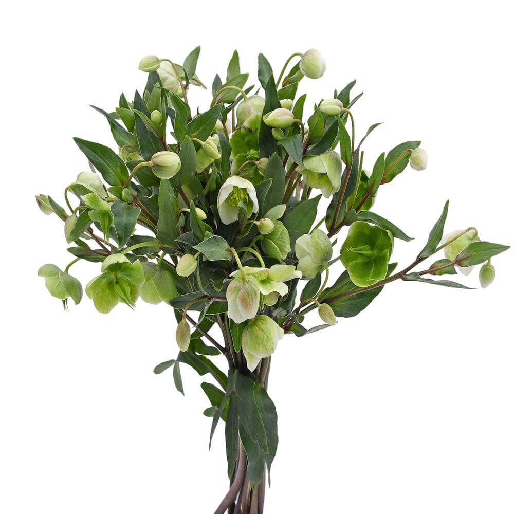 esmeralda-farms-helleborus-2