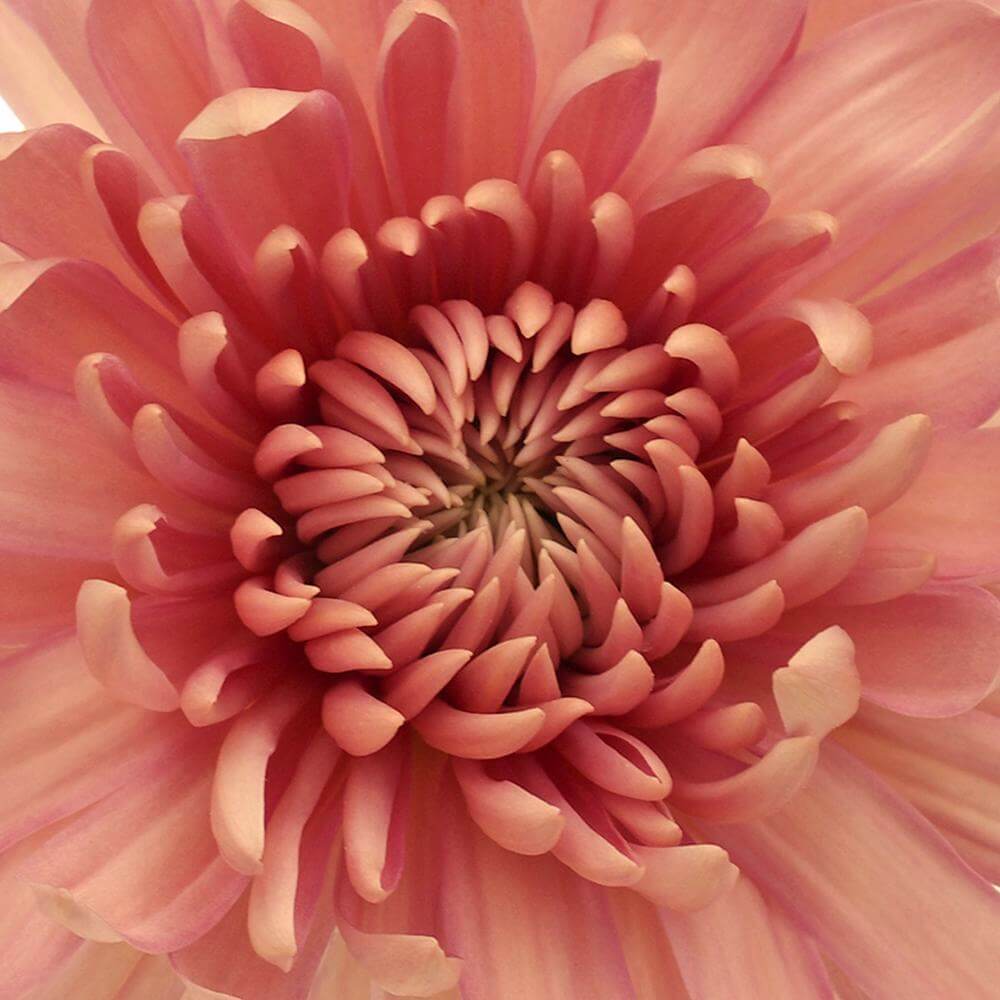 esmeralda-farms-disbud-linette-1