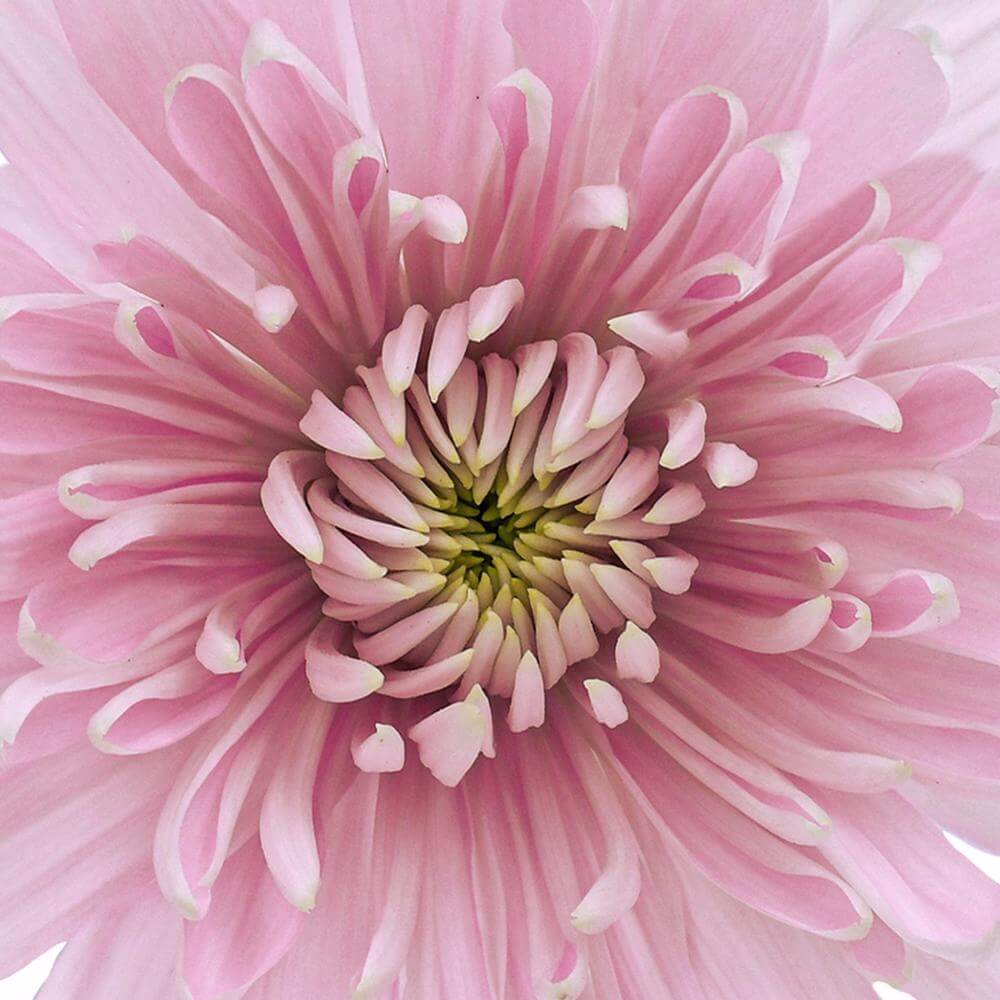 esmeralda-farms-disbud-candy-floss-1