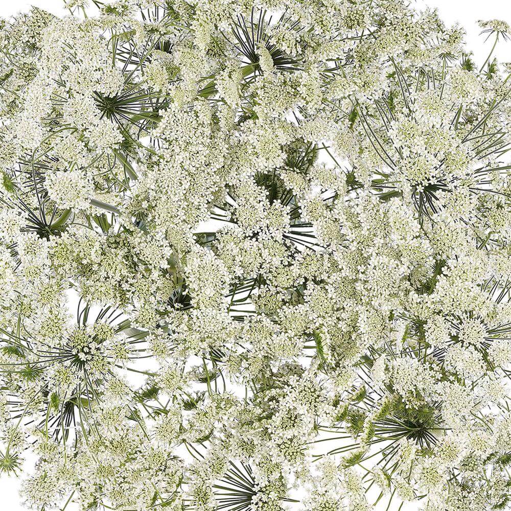 esmeralda-farms-ammi-majus-queen-of-africa-1