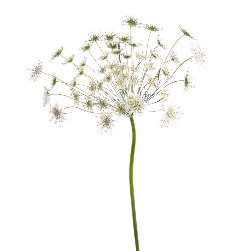 esmeralda-farms-ammi-majus-queen-of-africa-2