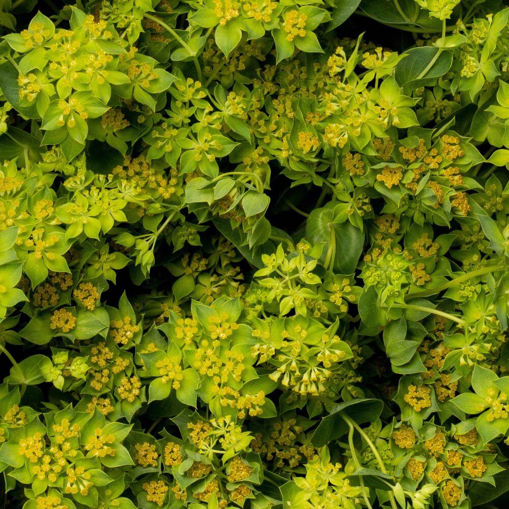 esmeralda-farms-bupleurum-griffiti-1