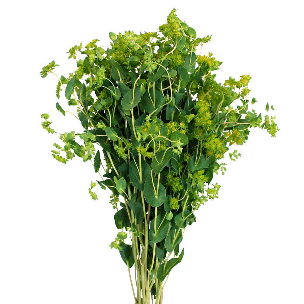 esmeralda-farms-bupleurum-griffiti-2