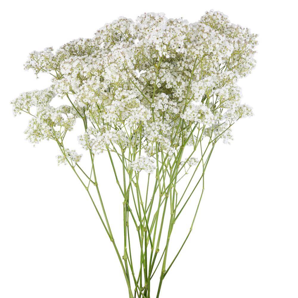 esmeralda-farms-gypsophila-million-stars-2