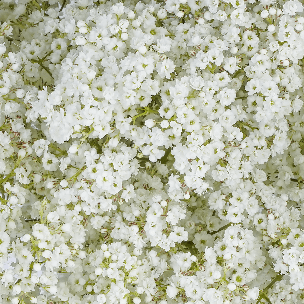 esmeralda-farms-gypsophila-million-stars-2