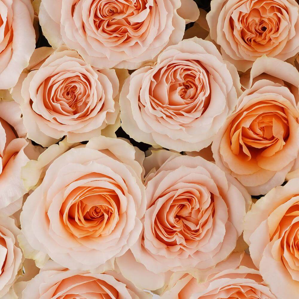 esmeralda-farms-rose-felicity