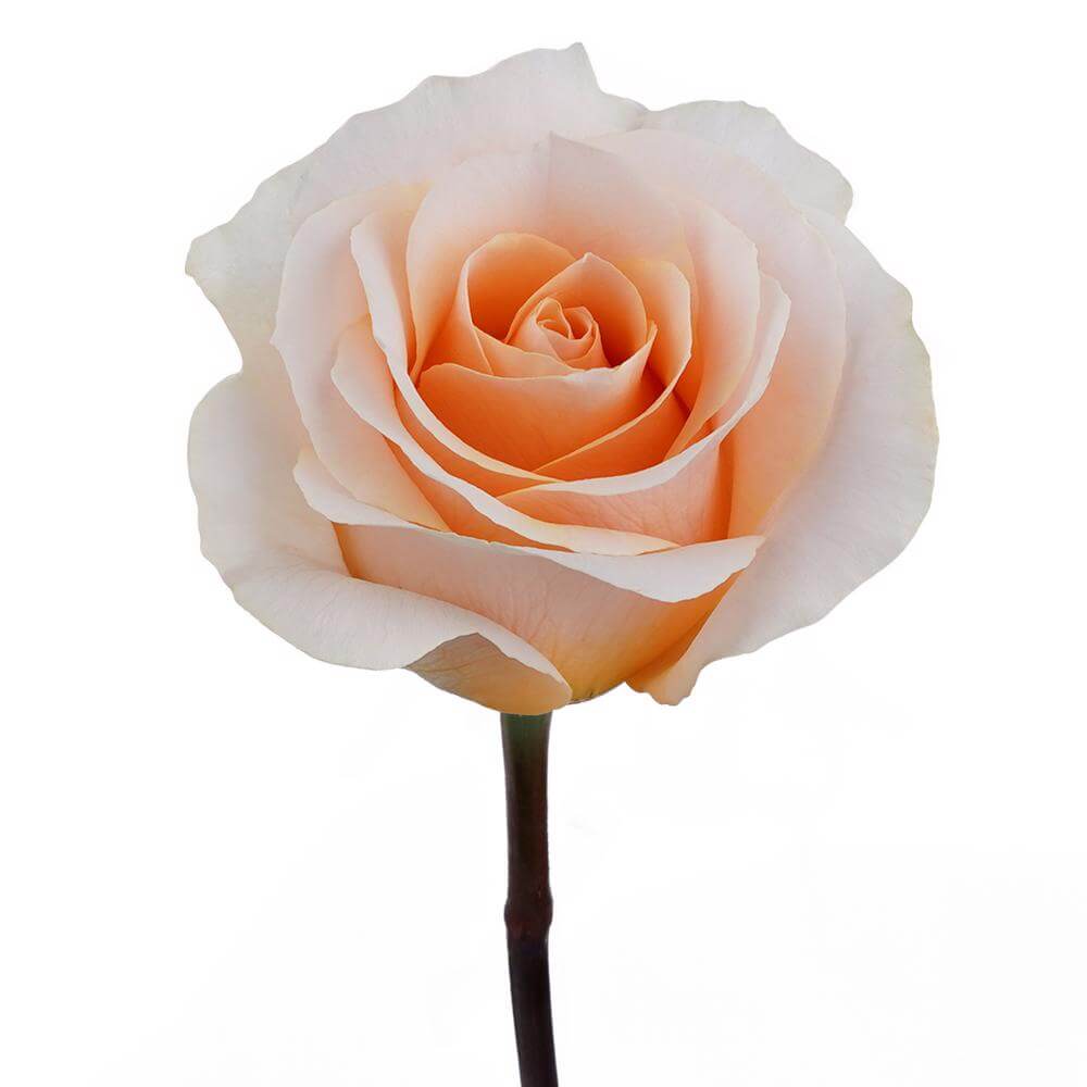 esmeralda-farms-rose-felicity