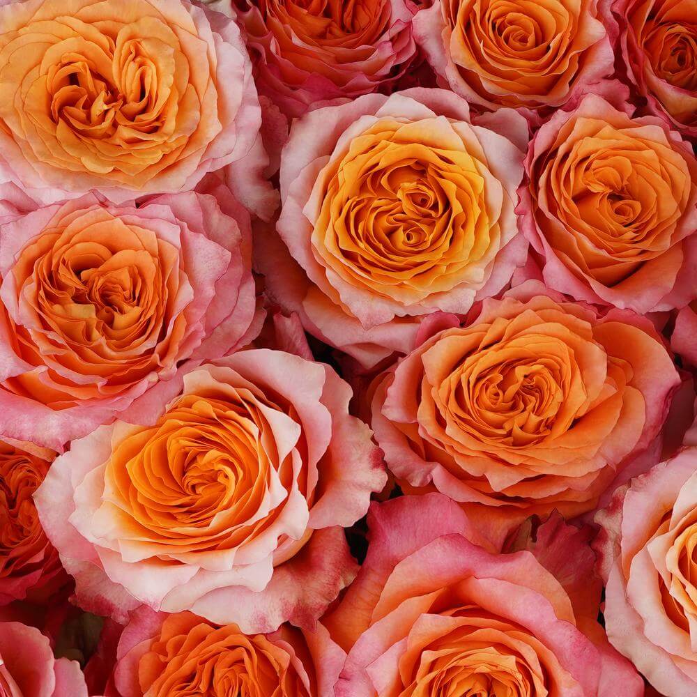 esmeralda-farms-rose-free-spirit