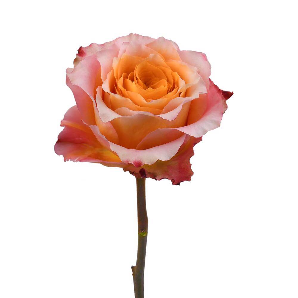 esmeralda-farms-rose-free-spirit