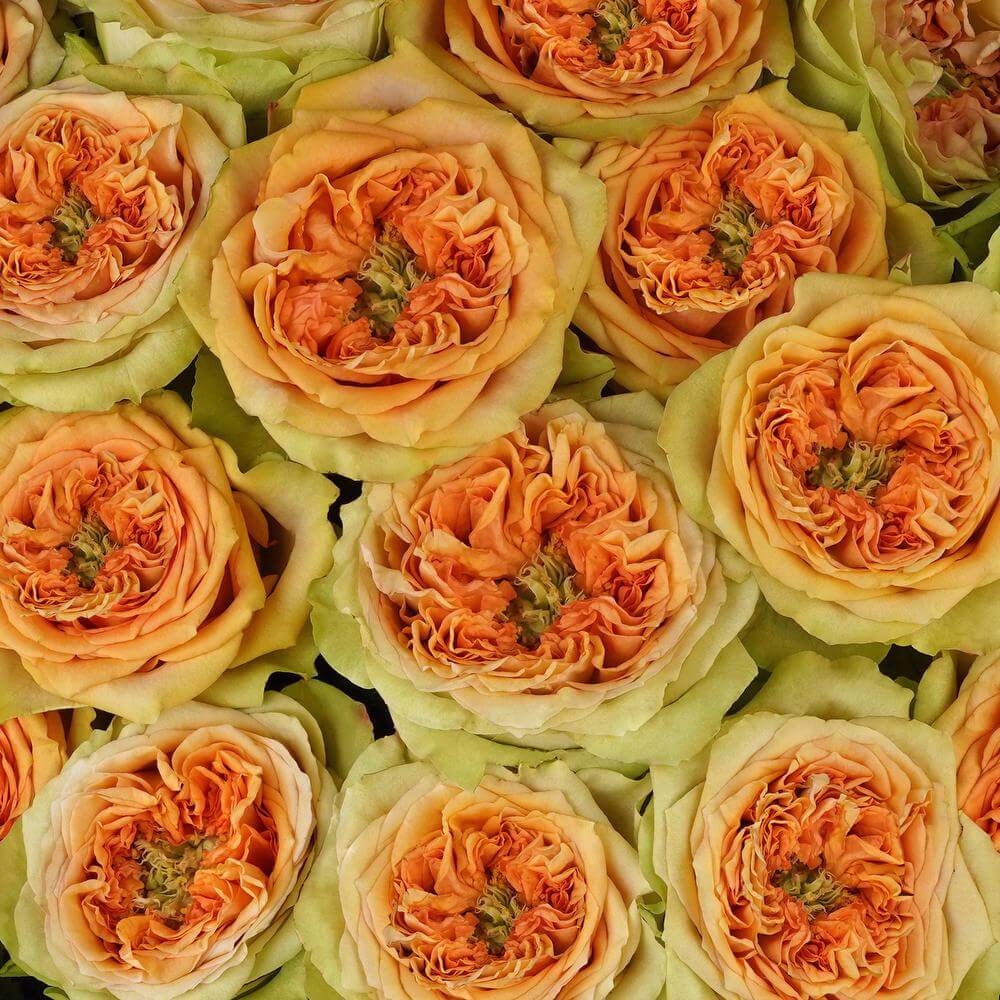 esmeralda-farms-rose-tropic-versilia