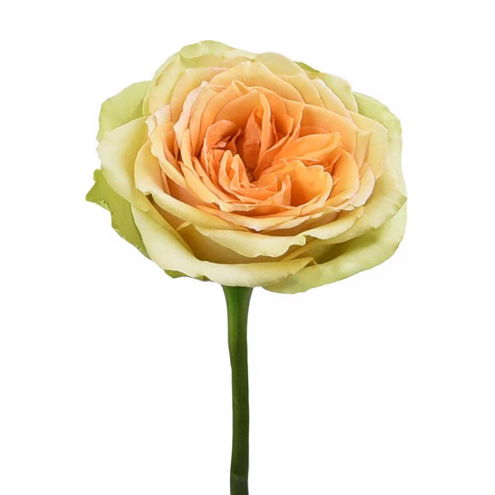 esmeralda-farms-rose-tropic-versilia