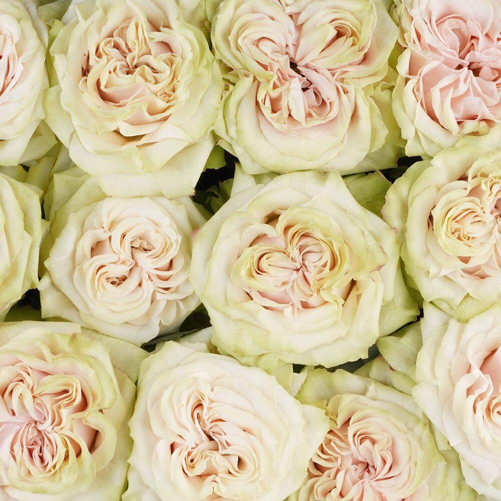 esmeralda-farms-rose-country-secret