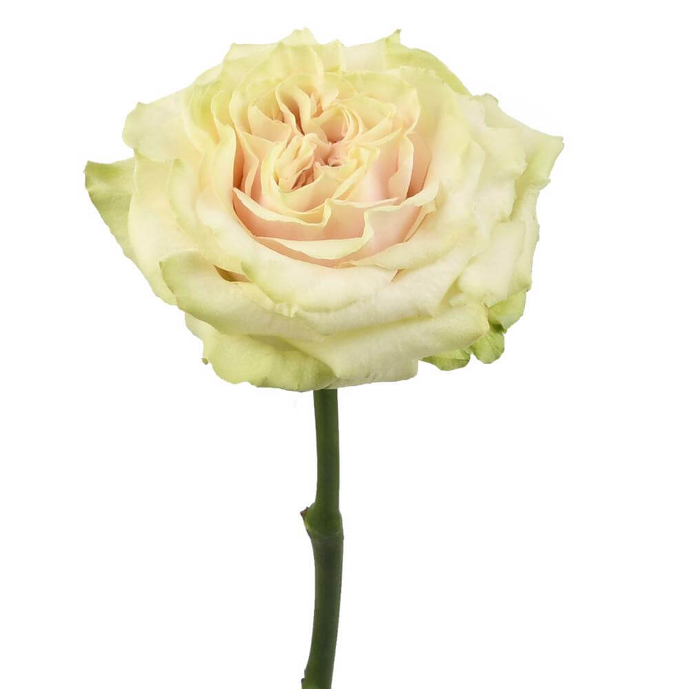 esmeralda-farms-rose-country-secret